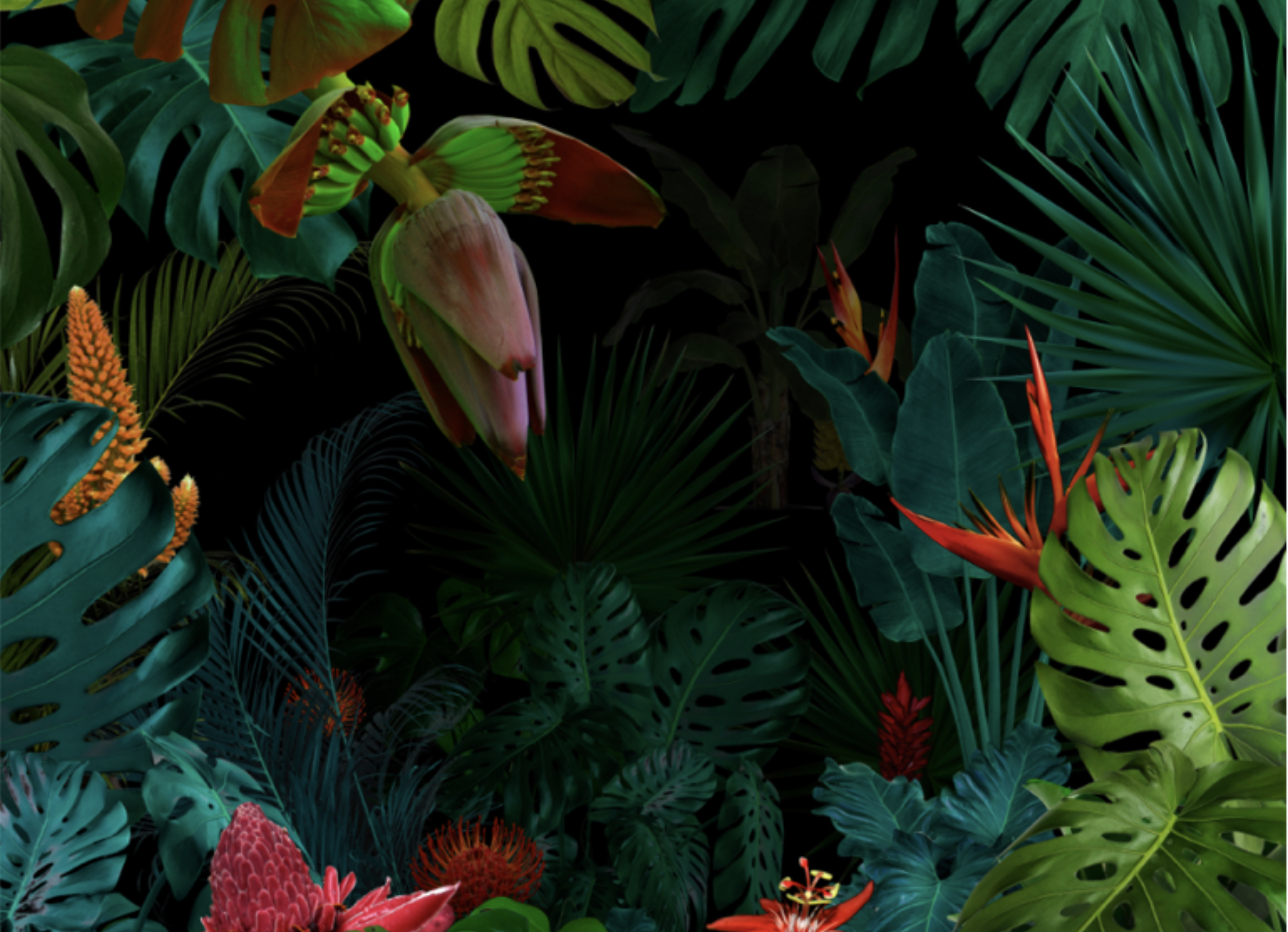 Why More People Are Seeking Ibogaine Treatment in Mexico: Healing Beyond Borders